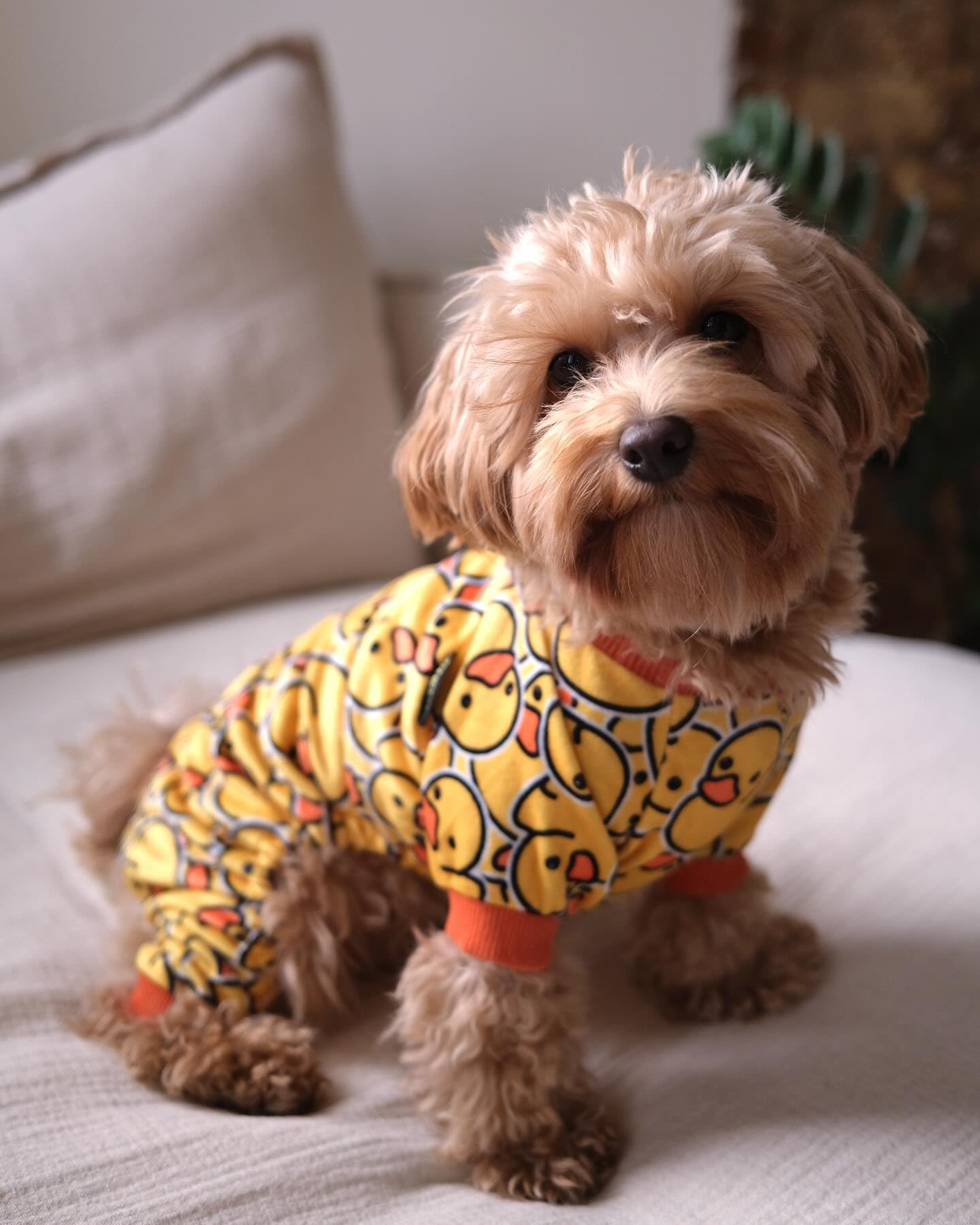 Valentines Day Sweet Hearts Dog Pajamas