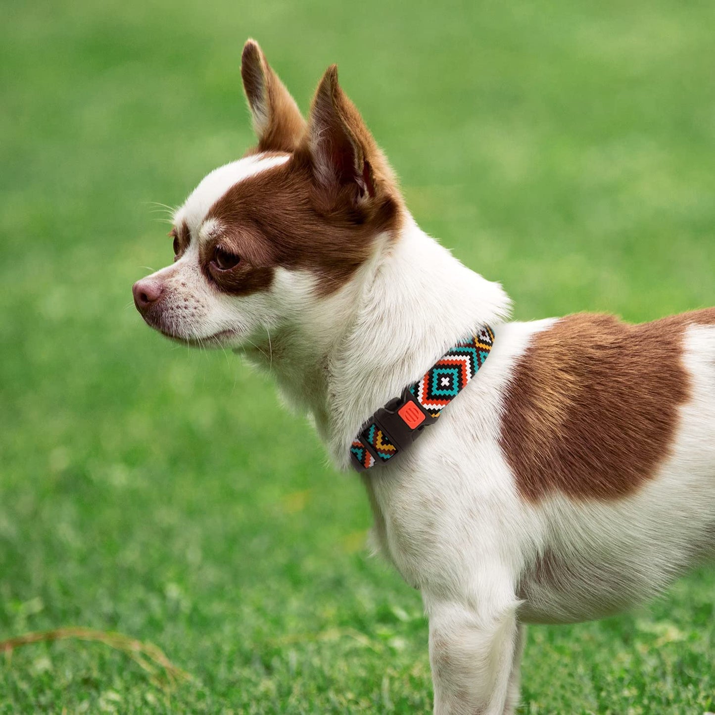 Geometric Dog Collar